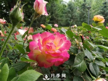 北京石景山 月季花开惹人醉