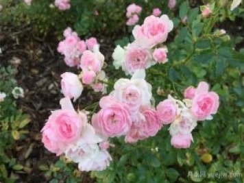 月季花的浇水原则“间干浇灌”
