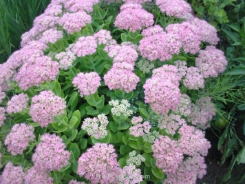 推荐9种观赏花卉，很多人小院子里没有种过