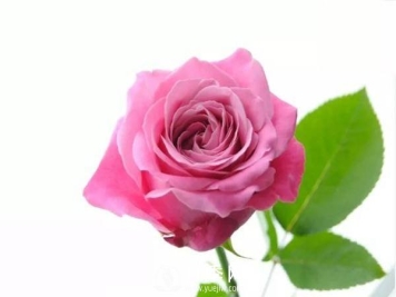 愿得一人心白首不相离，荷兰Lex四系列月季品种推荐