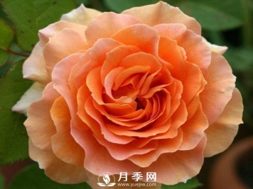 常州月季为什么开的那么艳