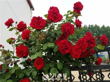 耐寒月季如何栽培管理？月季网告诉你