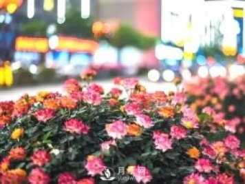 月季在小区内打造景观，真的太美了太高档了！