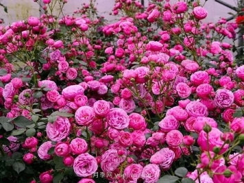 上海顺平路2520株艾拉绒球月季点亮初夏