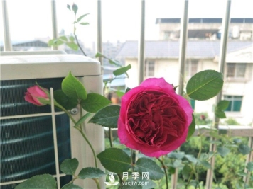 秋日胭脂月季，推荐特别香的切花月季