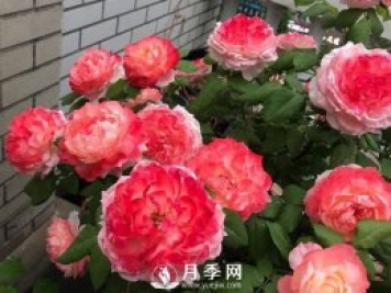 这么好看的甜蜜系列月季 千万要看好了