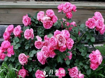 炎热夏季，如何月季养护你知道吗