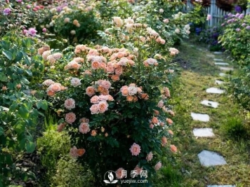 月季在节日景观中的运用