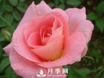 教你一招 让你家月季起死回生