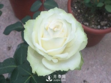 6月月季花的养殖方法和注意事项
