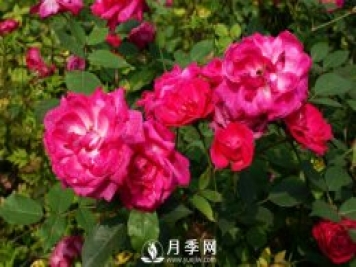 你知道人家那月季花开的好又多 原来他们是这样施肥的