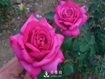 月季养成法：月季花怎么养，怎么从小苗养大开花