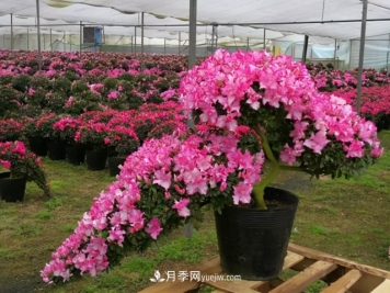 树桩盆景枝片造型讲究样式