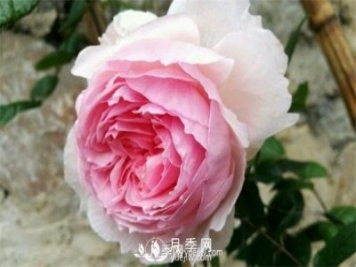 威基伍德月季图片_威基伍德月季的养殖方法