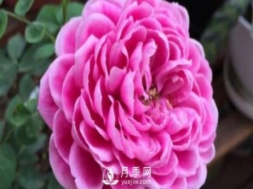 牡丹月季，玛丽玫瑰​，保罗内龙