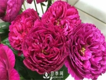 月季花施肥方法 超级详细