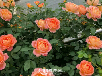 让盆栽月季长得更好的技巧