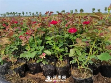 春季盆栽月季叶片全部黄化掉光，怎么拯救？