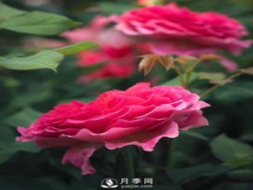 奥斯丁系加百列·欧克月季