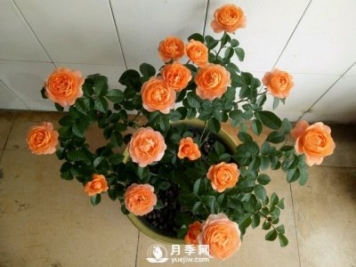 刚买回来的月季花在封闭阳台怎么养好？