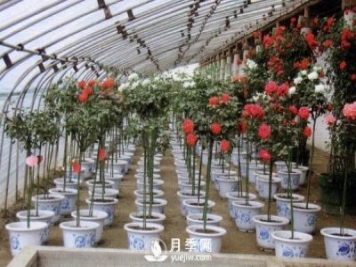 树状月季用什么作为砧木？