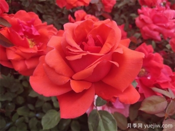 推荐好养的红色大花月季品种