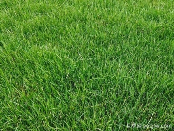 园林绿化常用的8种草坪介绍