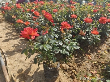 月季早春出现盲芽的原因分析和应对措施