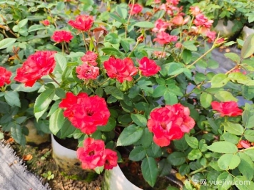 月季花换盆后要浇水吗？