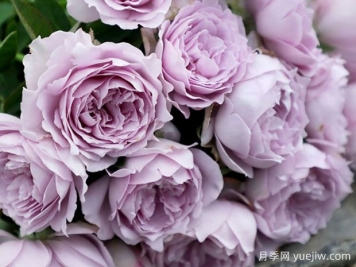 强烈推荐的这6款月季，颜值都巨高，喜欢月季的千万不要错过