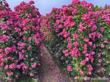 如何打造藤本月季花墙？