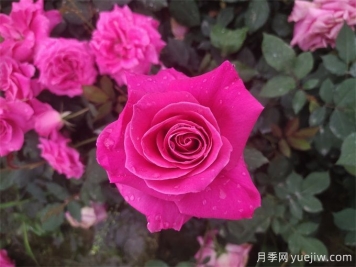 一朵月季花，10种吃法，11种病皆可治疗