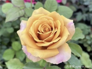 植物相生与相克的奥秘