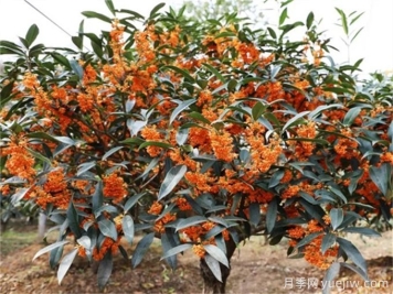 10种中式庭院植物，既美化坏境又极具象征