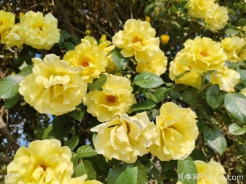 秋季月季花越开越小的原因？