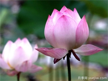 夏季有哪些可以种的水生植物？