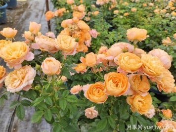 公认最难养的十种花，你都养过哪些？