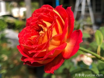 5个藤本月季，让你得到一个花开不断的夏天