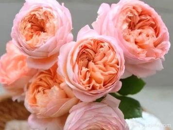 果酱月季，可以和果汁阳台媲美的日本月季