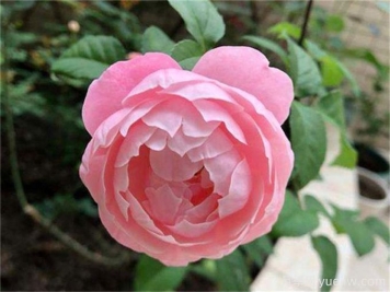 羽毛月季简介，推荐新手种植