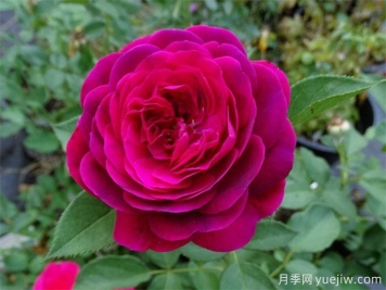 天国之夜月季/苍穹夜晚/天人之夜