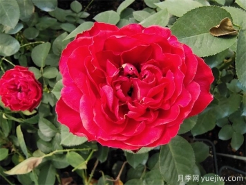 又被扎了！月季凭什么长那么多刺？