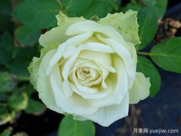 月季推荐，浪漫格林月季