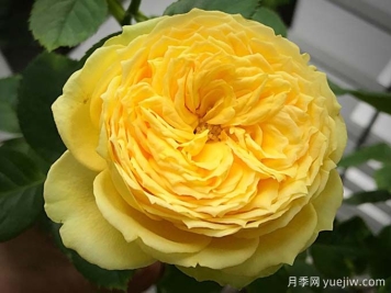 奶黄包精品欧月，凯特琳娜月季