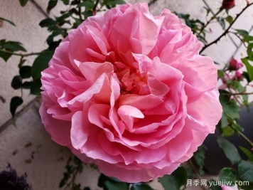  月季推荐，舍农索城堡的女人月季