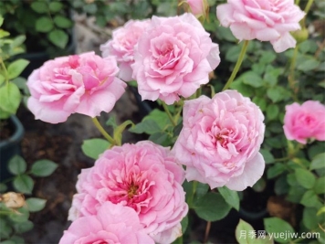  月季推荐，铃之妖精