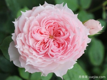 莫妮卡戴维月季，花美香浓、复花快、抗病性强