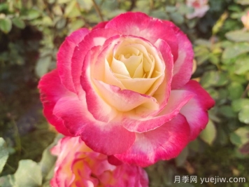 3个适合新手栽种的优秀月季品种