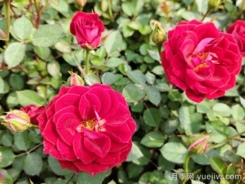 定州市月季产业协会