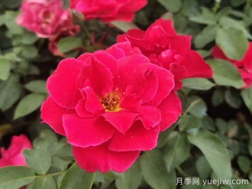 红帽子月季